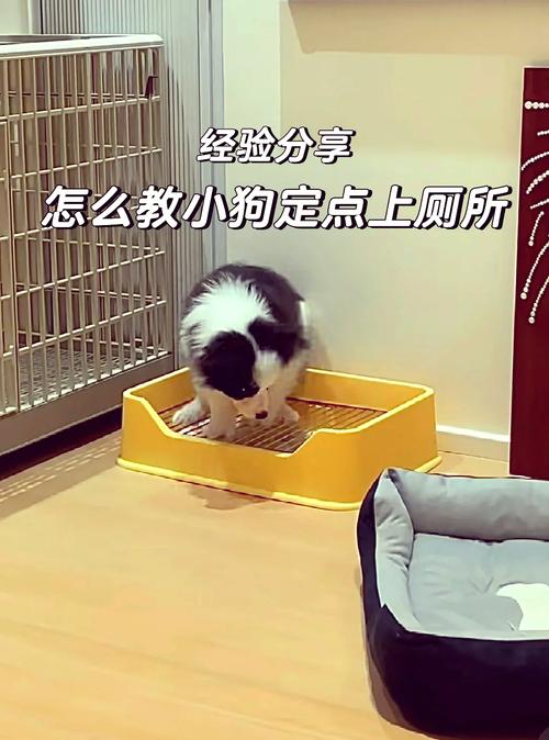 600一节课教狗如厕,